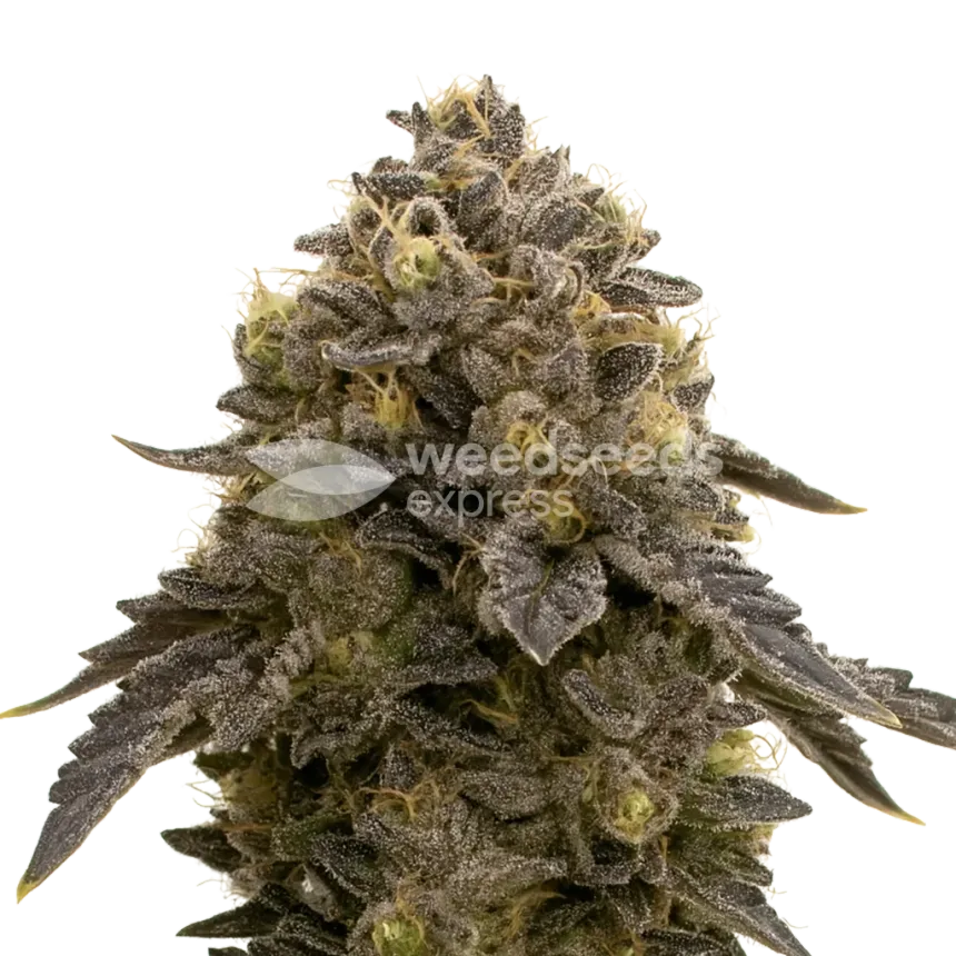 Purple Gelato Auto Plant