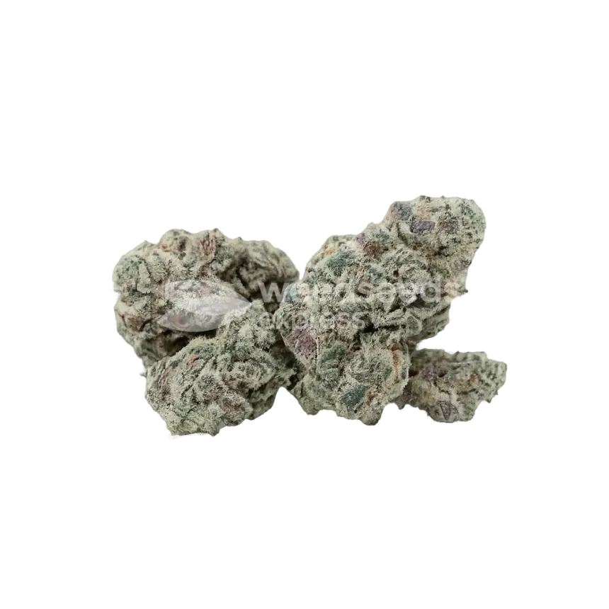 Purple Haze Auto Bud