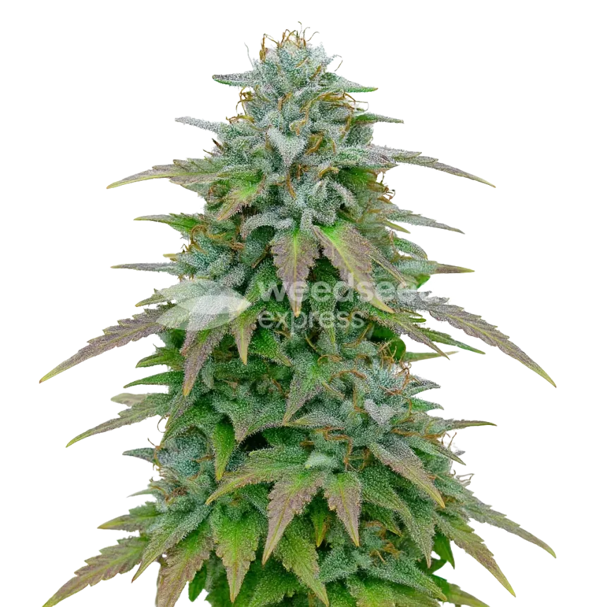 Purple Haze Auto Plant