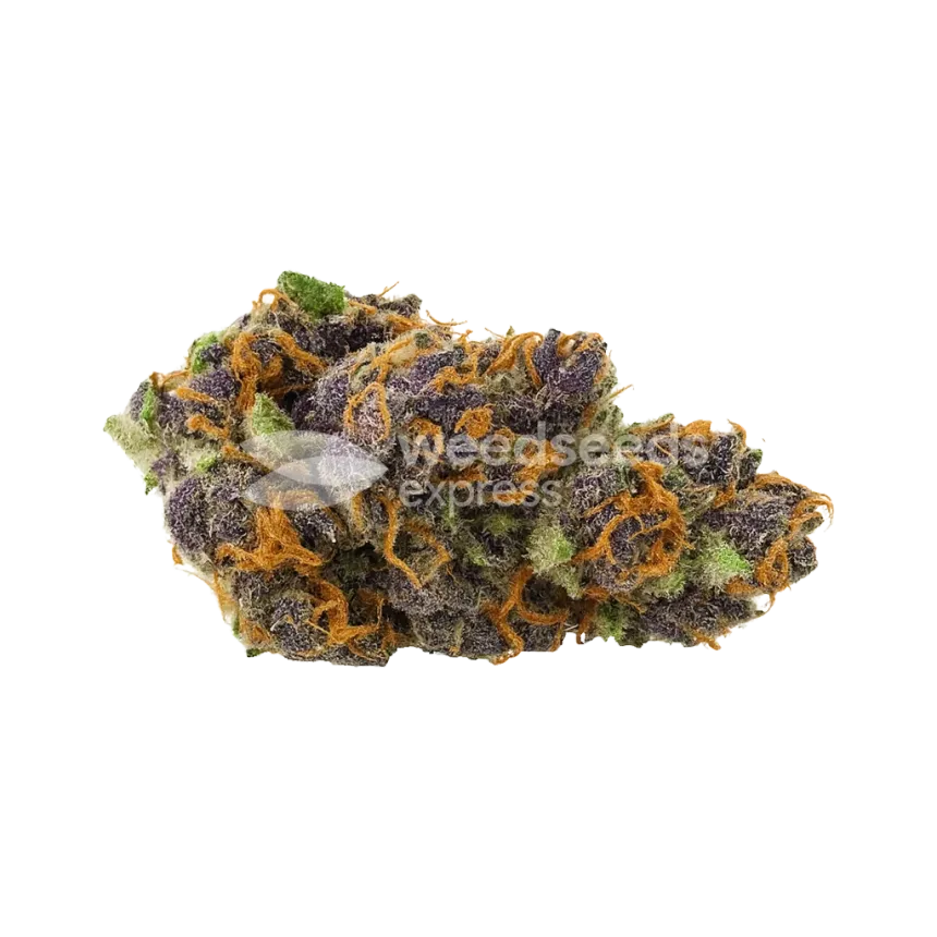 Purple Kush Auto Bud