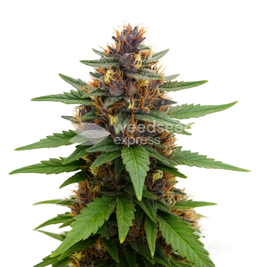 Purple Kush Auto Plant