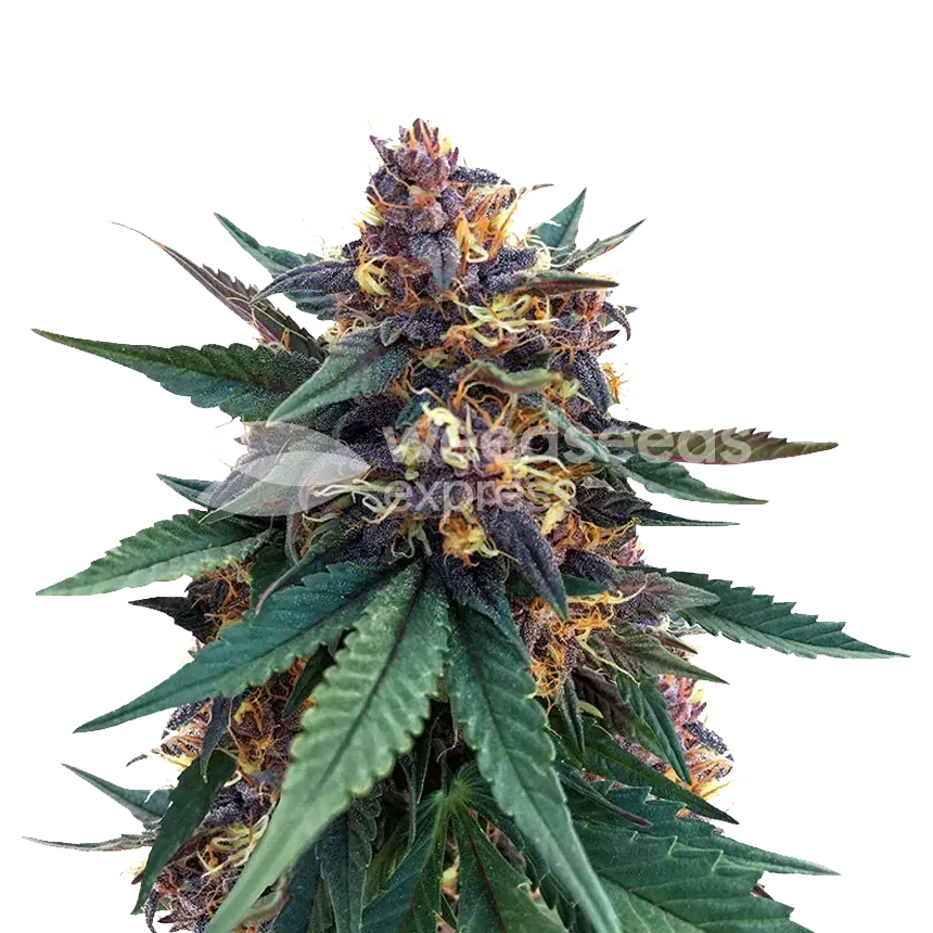 Purple Kush plant