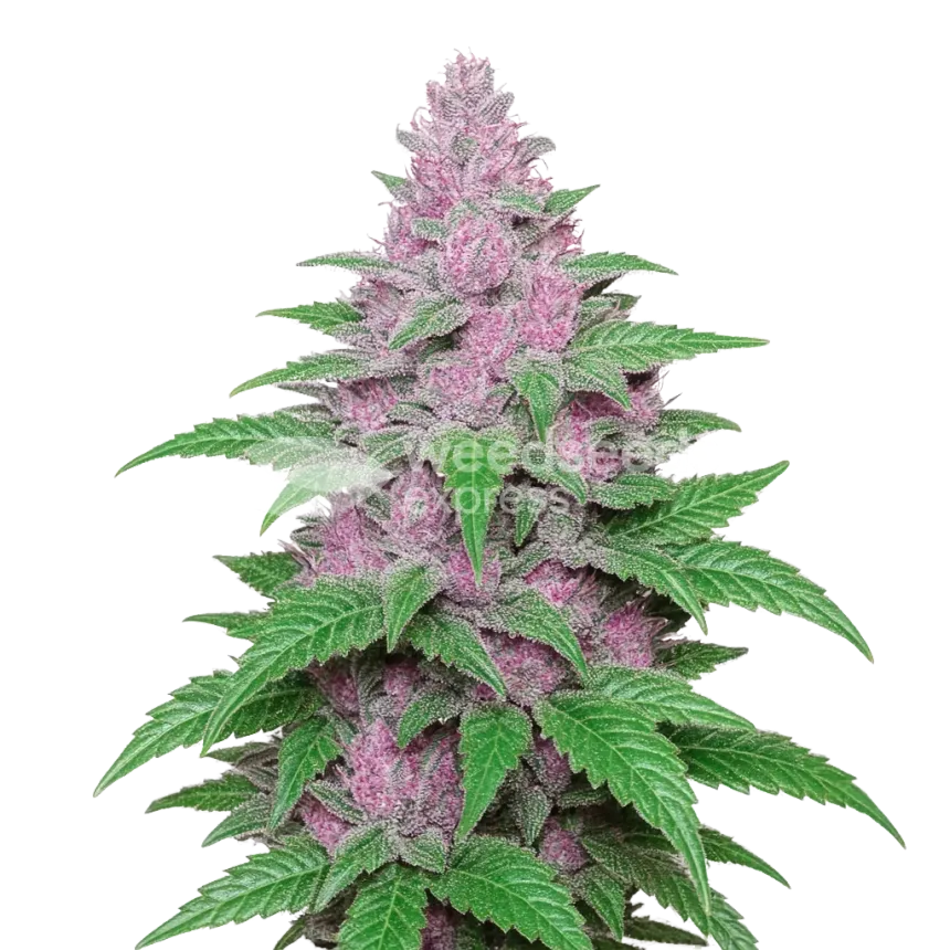 Plante de Purple Lemonade Auto