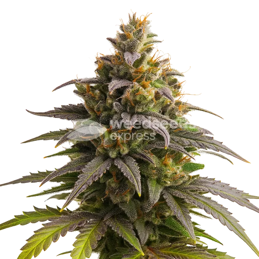 Plante de Purple Punch Auto