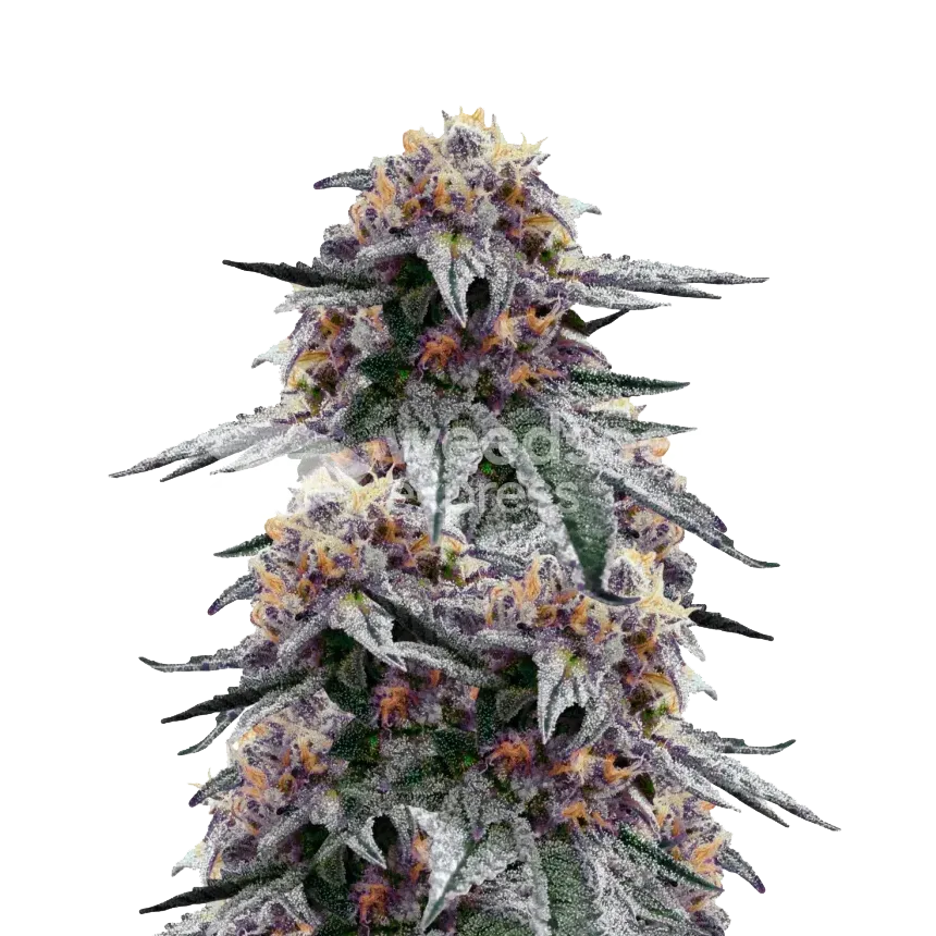 Purple Urkle plant