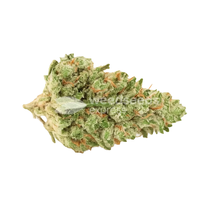 Bud de Rainbow Auto