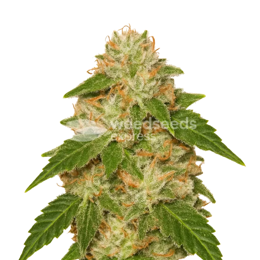 Plante de Rainbow Auto