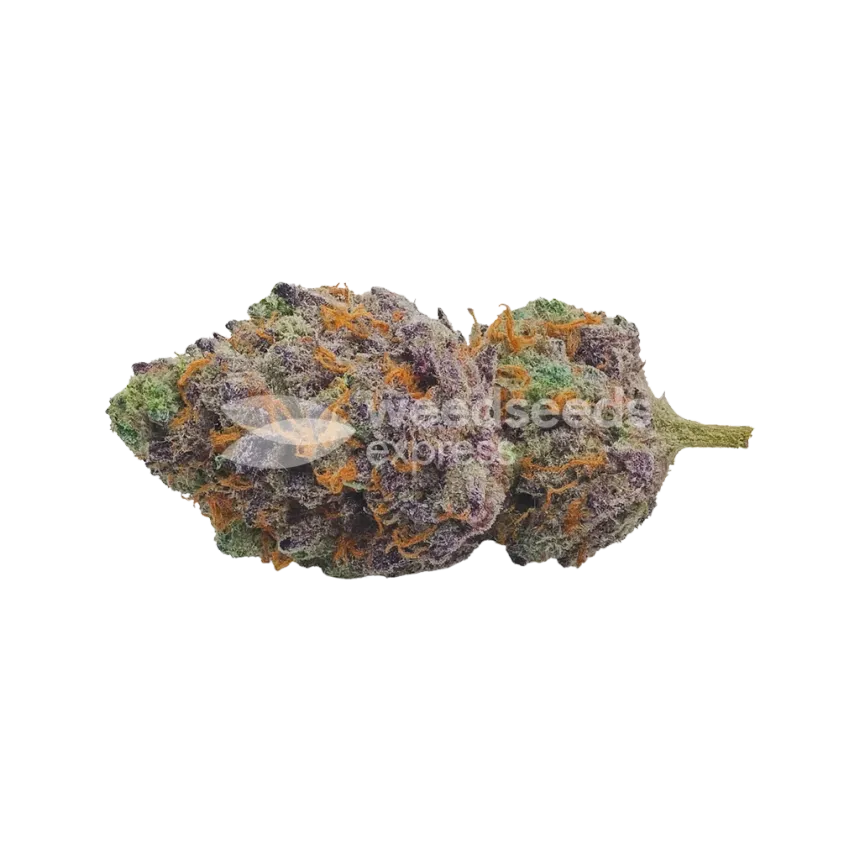 Red Devil Auto Bud