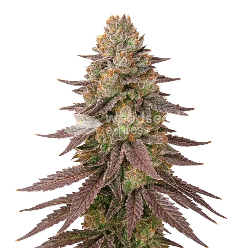 Red Devil Auto Plant