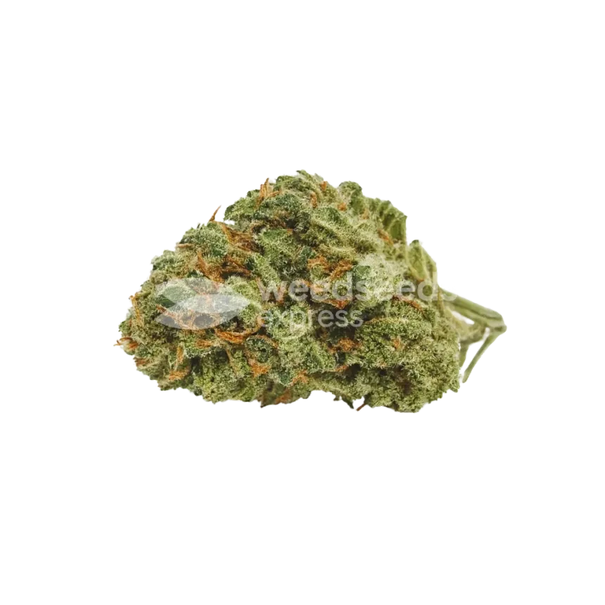 Bud de Runtz Auto