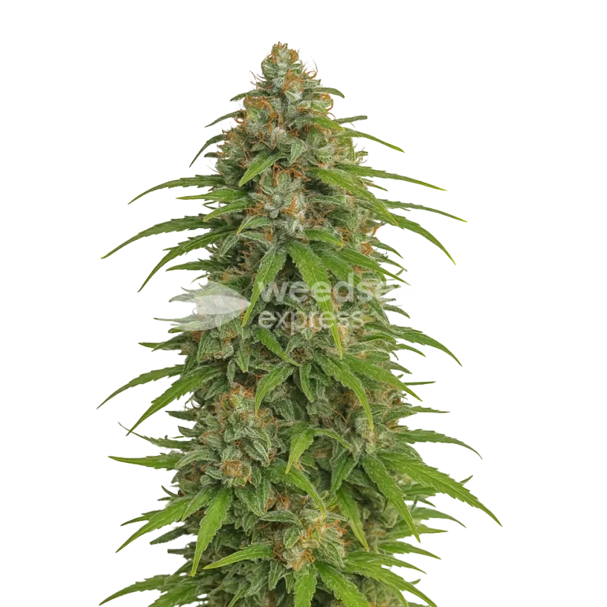 Plante de Runtz Auto