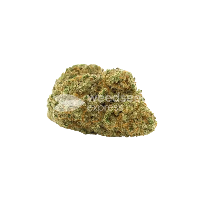 Santa Maria Auto Bud