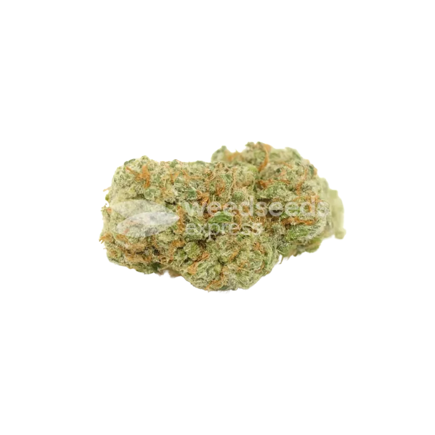 Bud de Sexxpot Auto