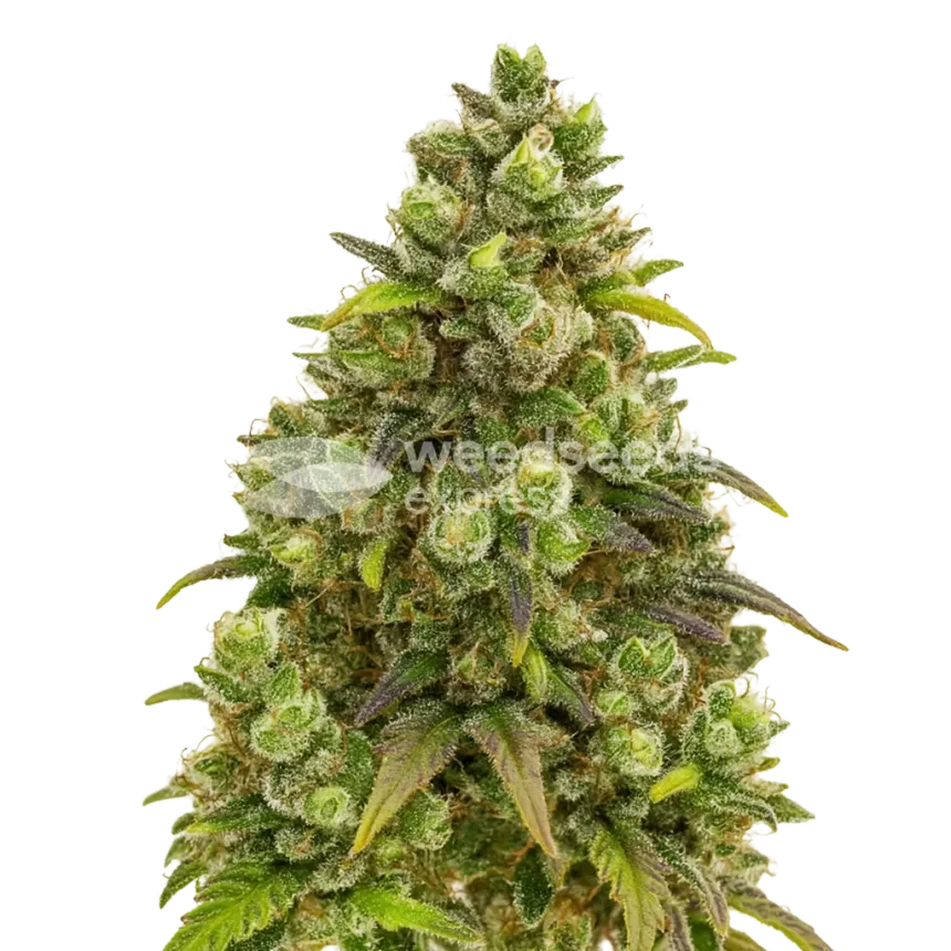 Plante de Sexxpot Auto