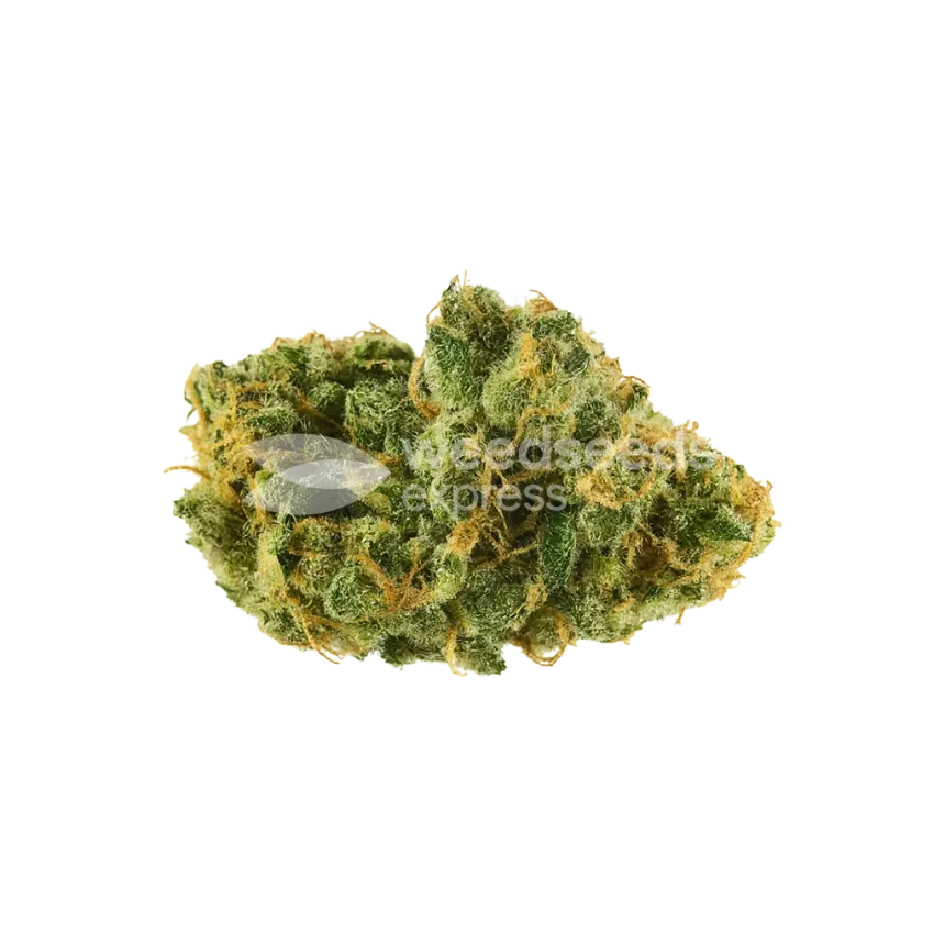 Skywalker OG Auto Bud