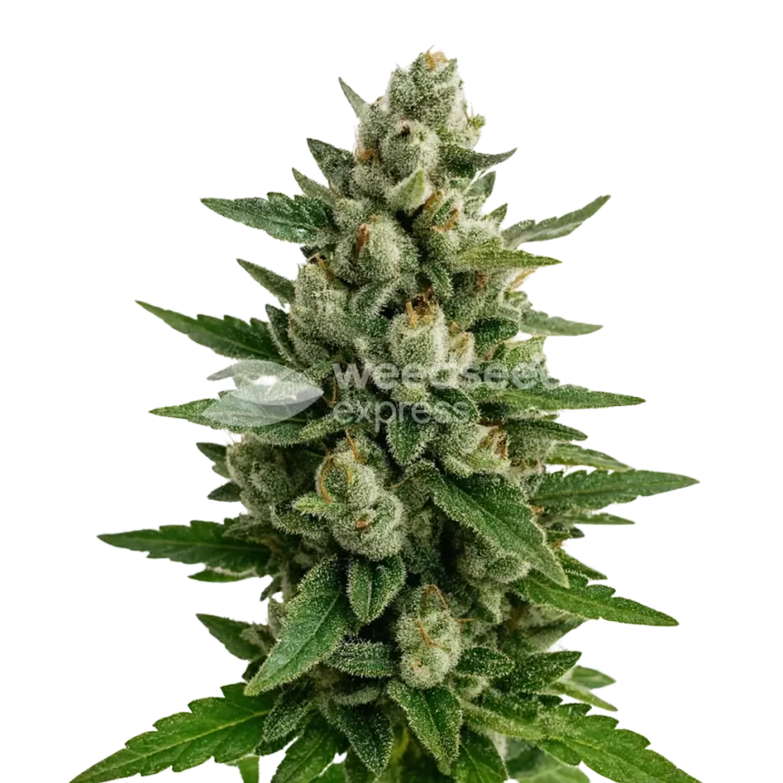 Skywalker OG Auto Plant