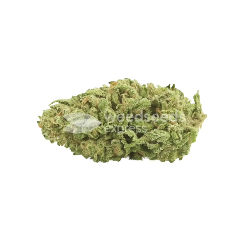 Sleepy Joe OG Auto Bud