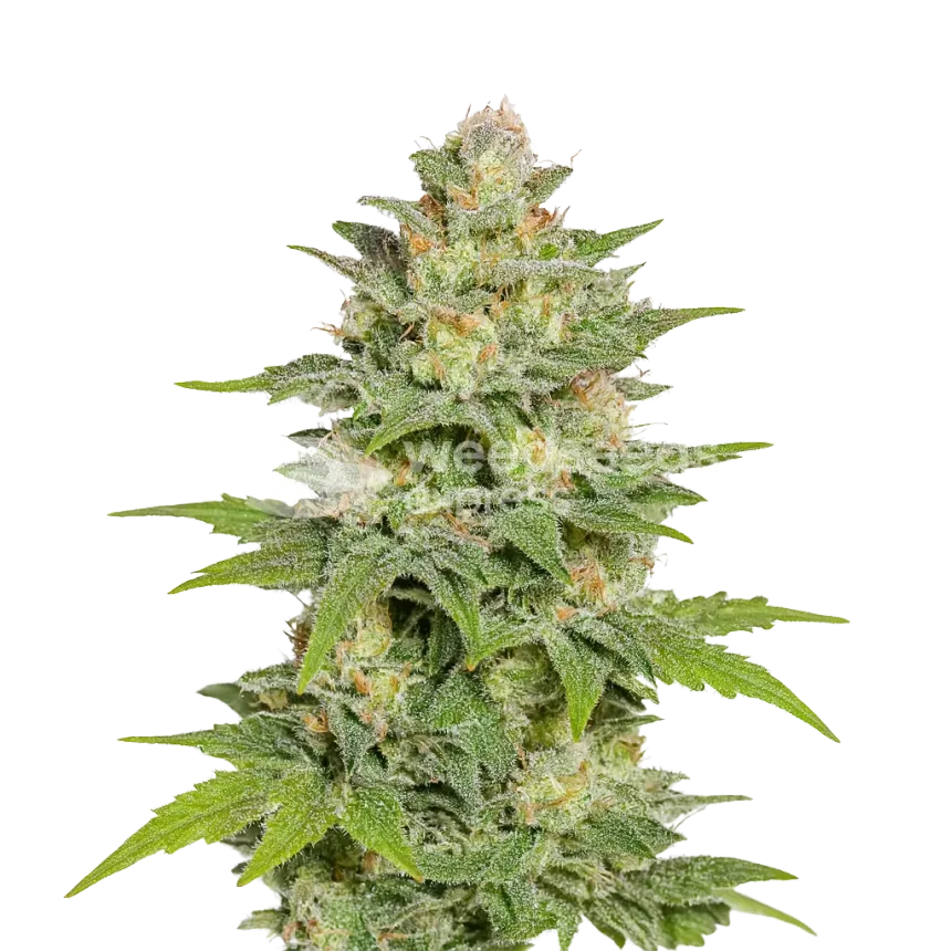 Sleepy Joe OG Auto Plant