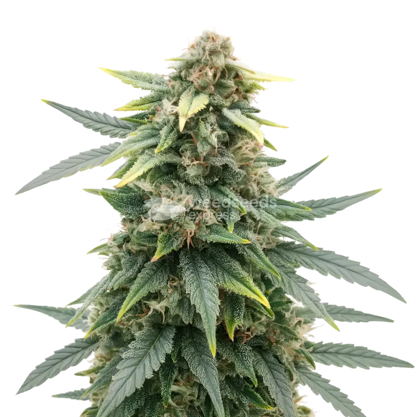 Slurricane Cannabis Plant