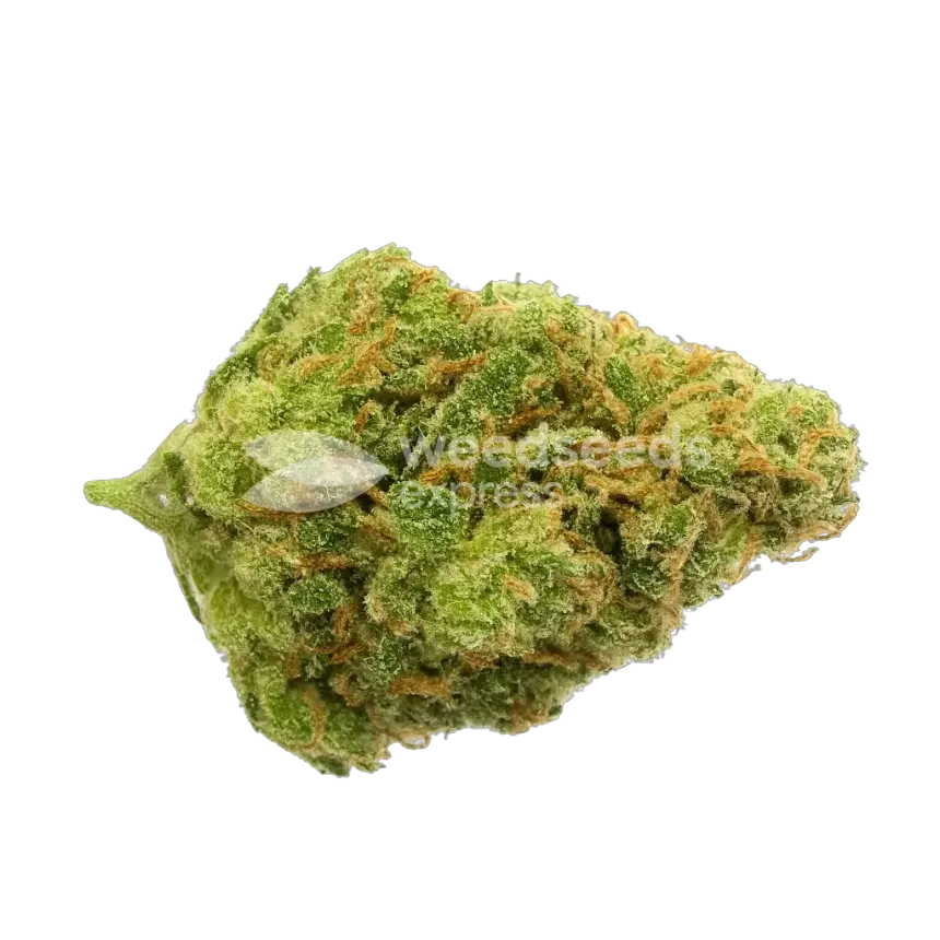 Snoop Dogg OG Bud