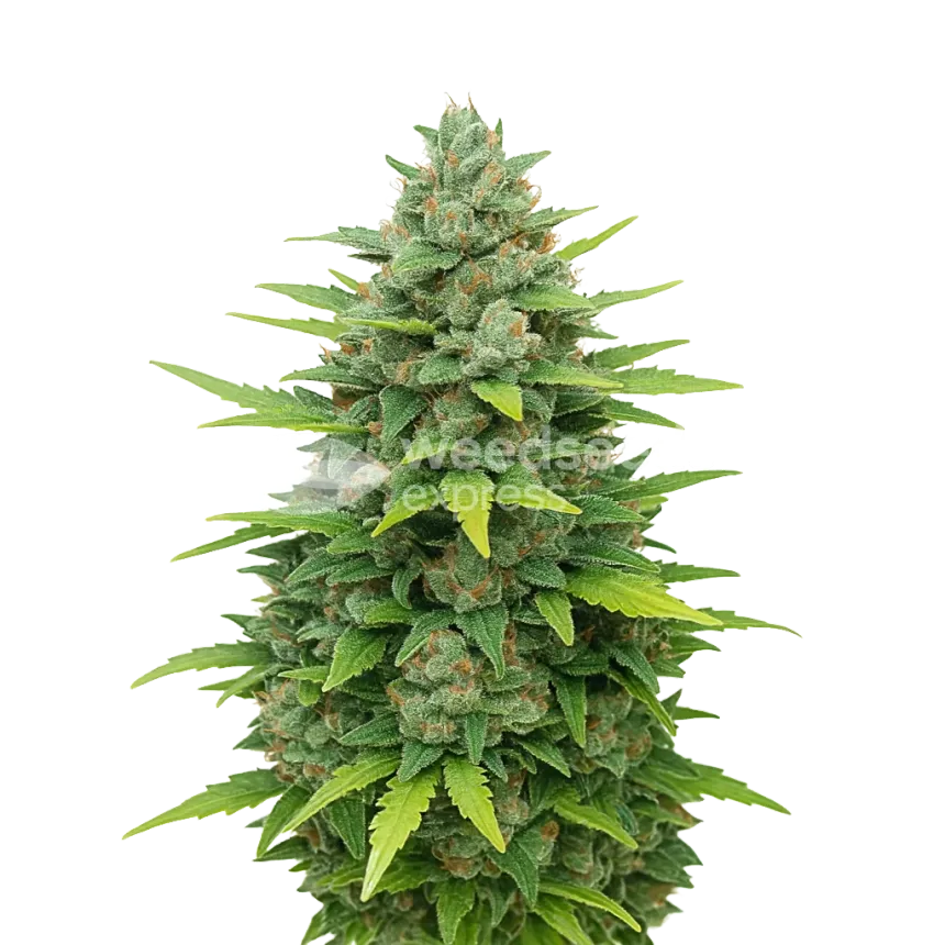 Sour Diesel Auto Plant
