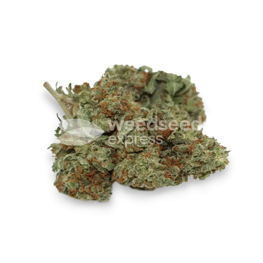 Sour Diesel bud