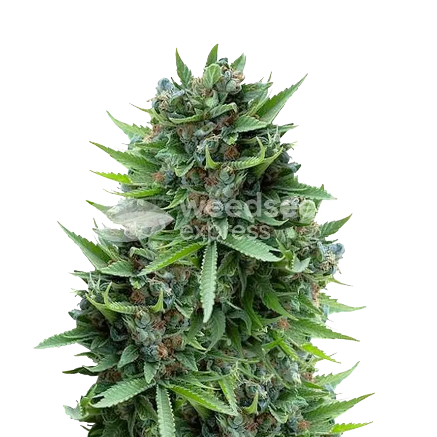 Sour Diesel plant