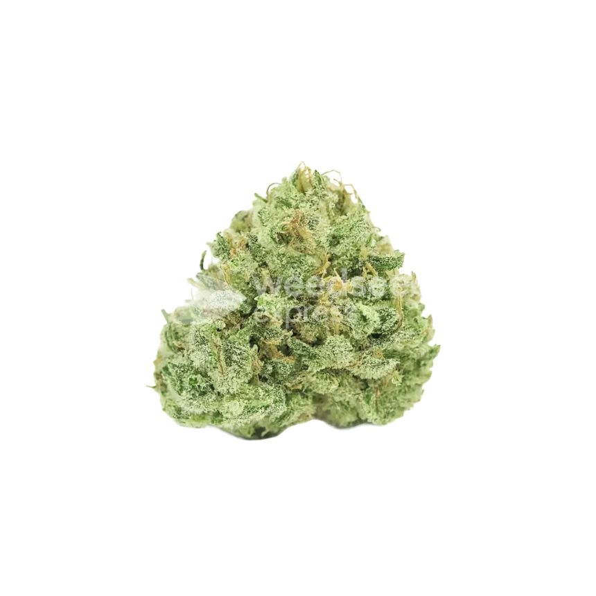 Stardawg Auto Bud