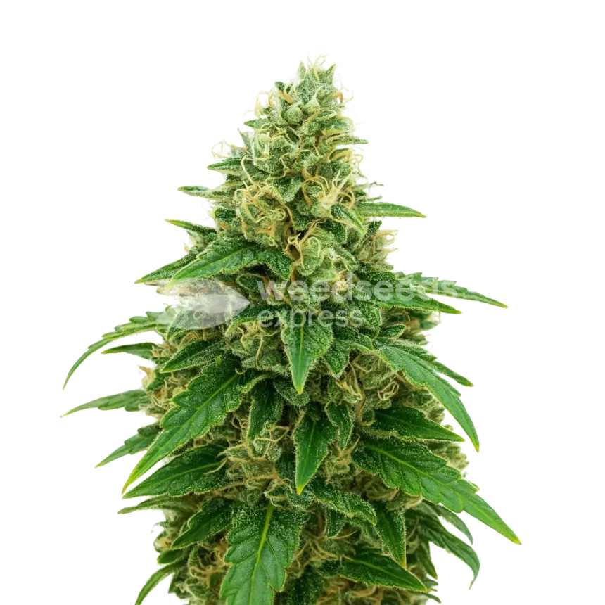 Stardawg Auto Plant