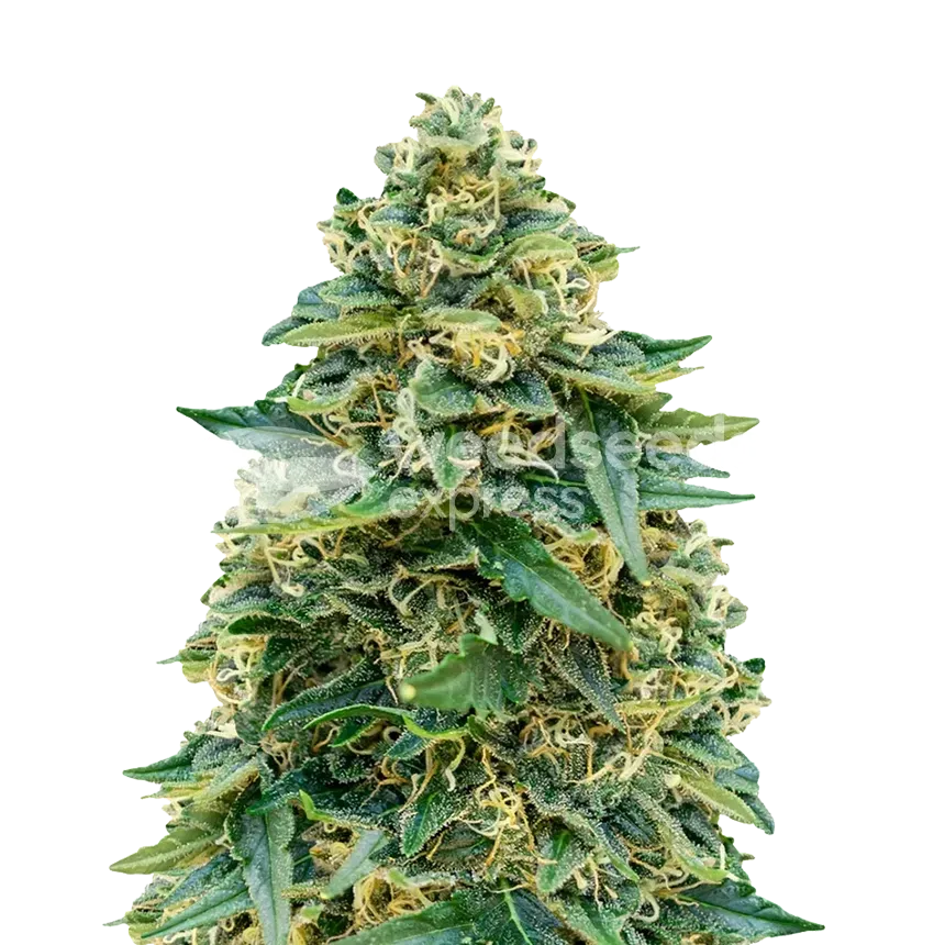 Stardawg plant