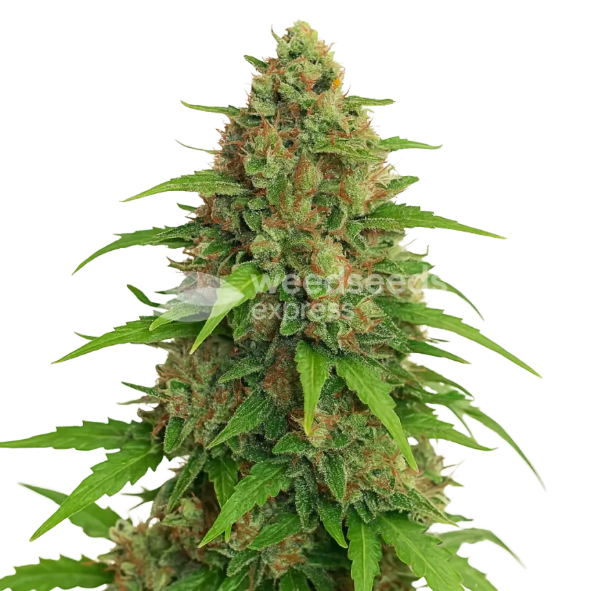 Plante de Strawberry Banana Auto