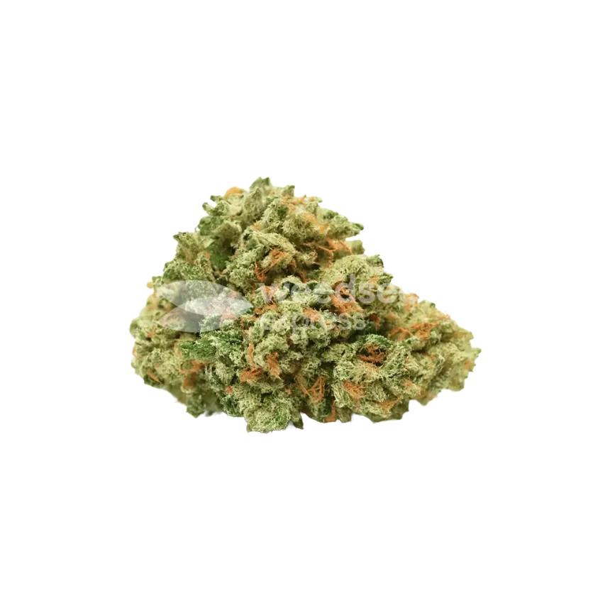 Strawberry Cough Auto Bud