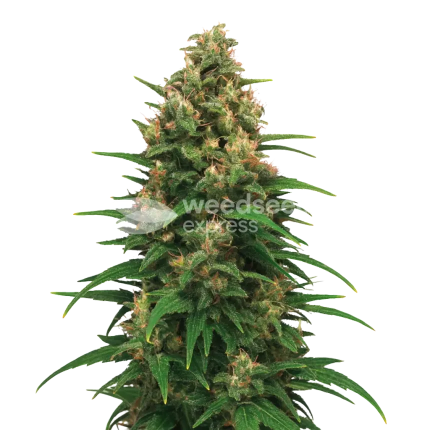 Strawberry Cough Auto Pflanze