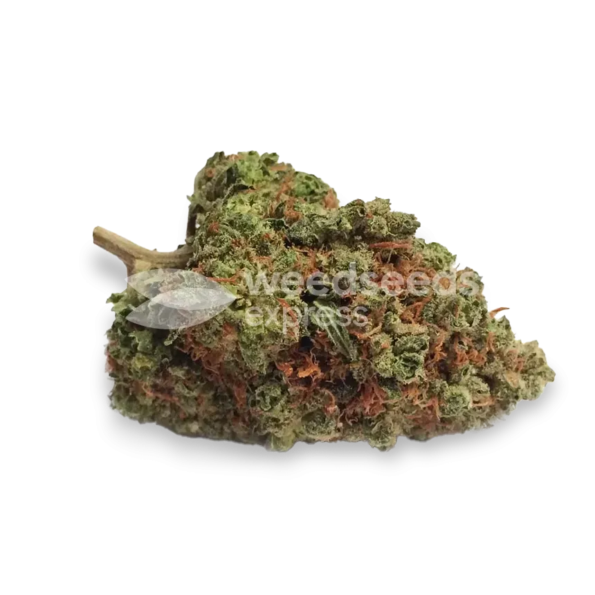 Strawberry Kush bud