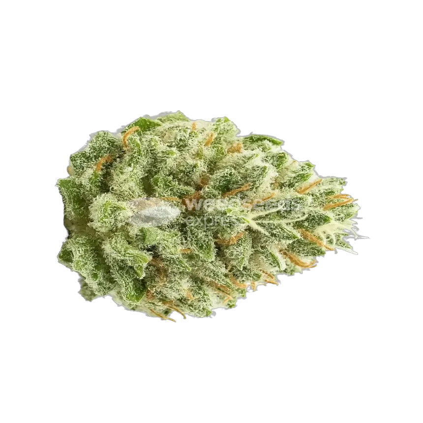 Super Boof Autoflower Bud