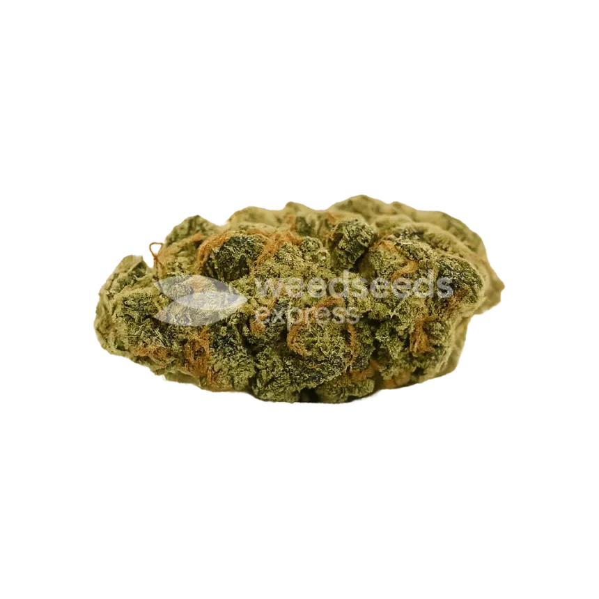 Bud de Super Lemon Haze Auto