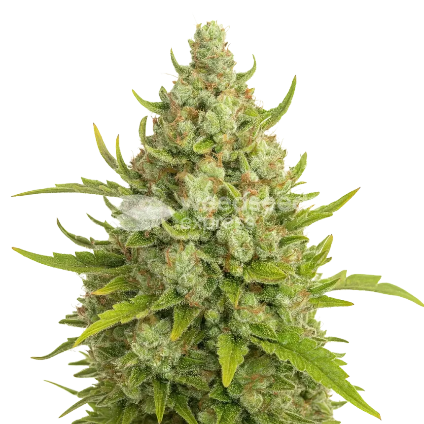 Plante de Super Lemon Haze Auto