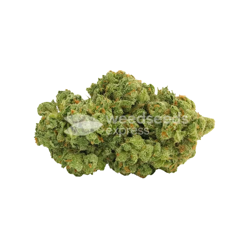 Super Silver Haze Auto Bud