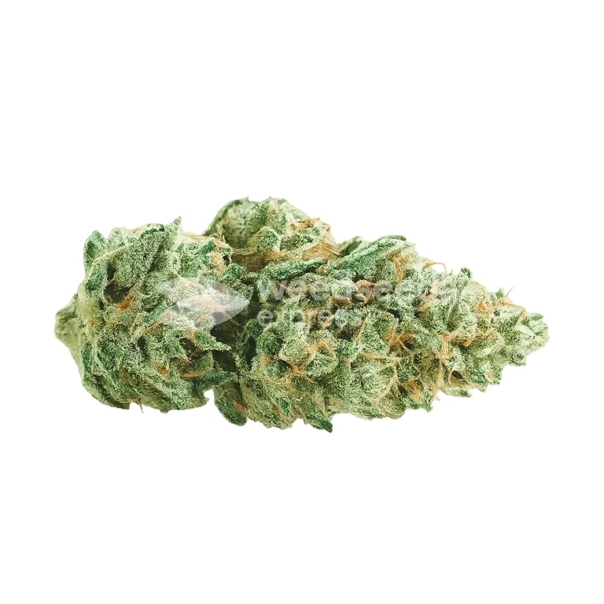 Super Skunk Auto Bud