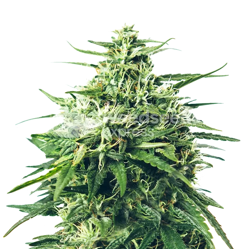 Super Skunk plant