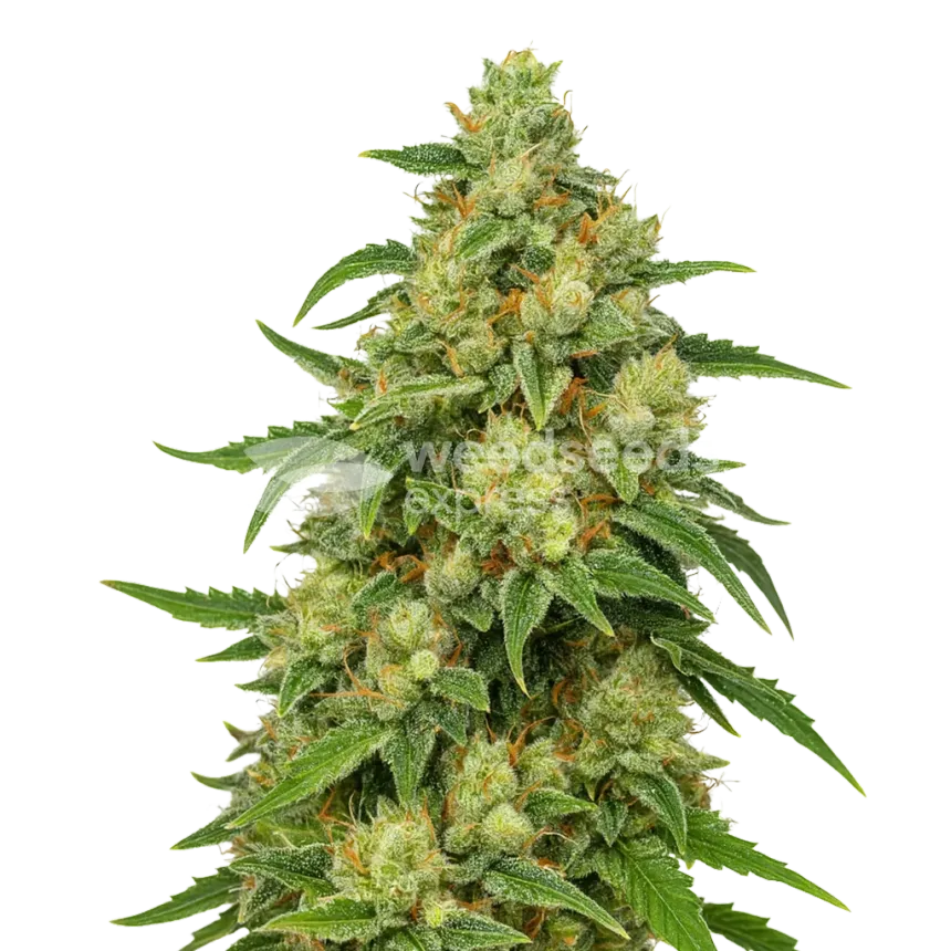 Sweet Tooth Auto Plant