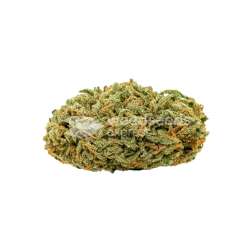 Tangerine Dream Auto Bud
