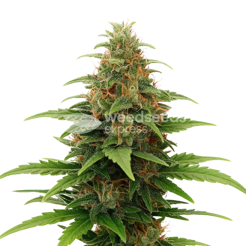 Tangerine Dream Auto Plant