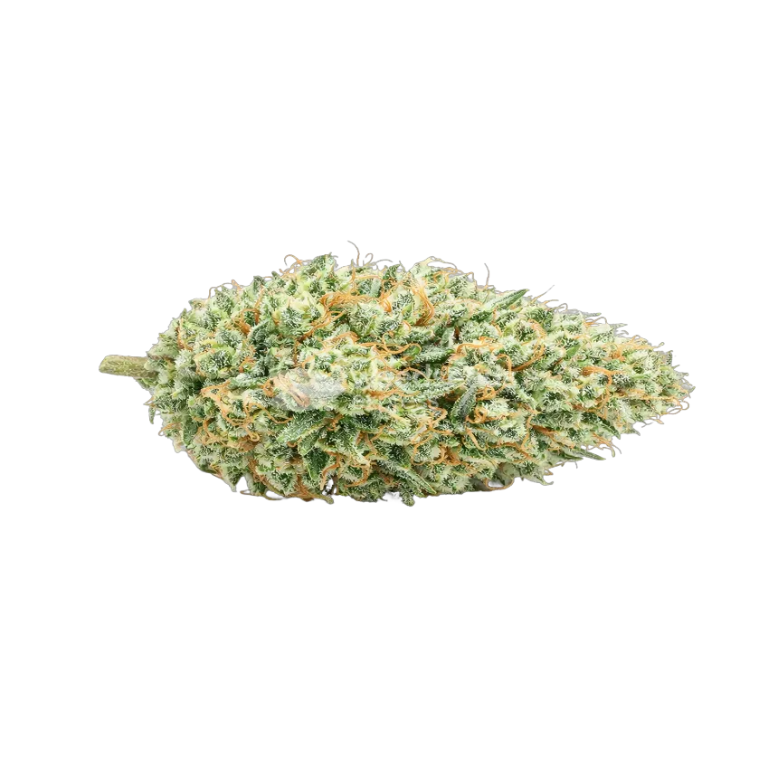 Tetra Express Autoflower Cannabis Bud