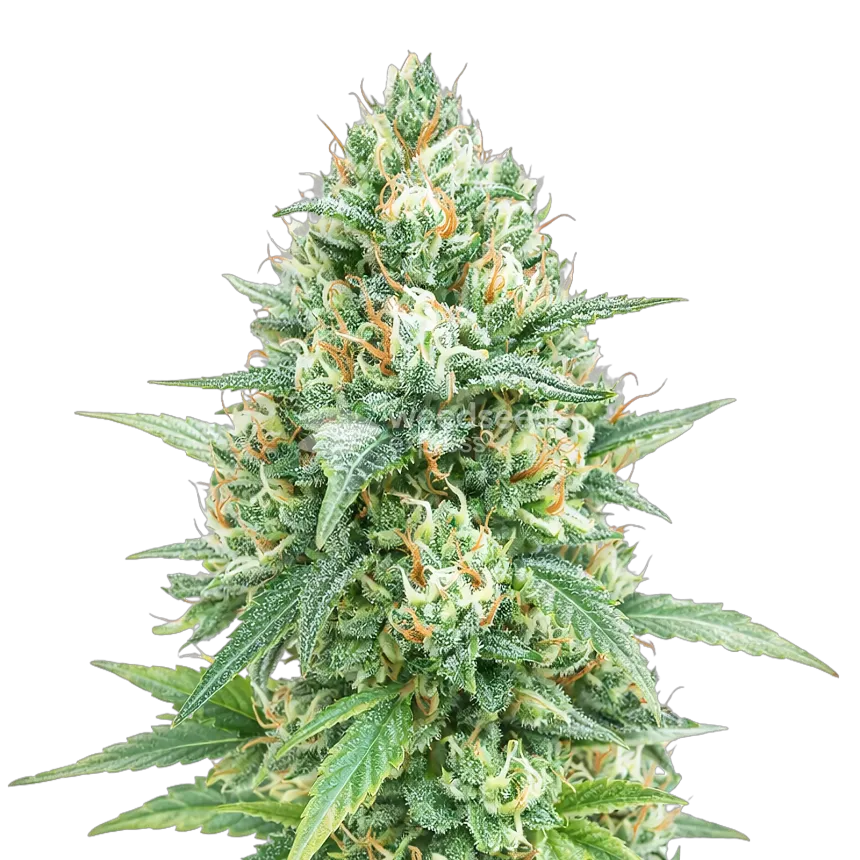 Tetra Express Autoflower Cannabis Plant