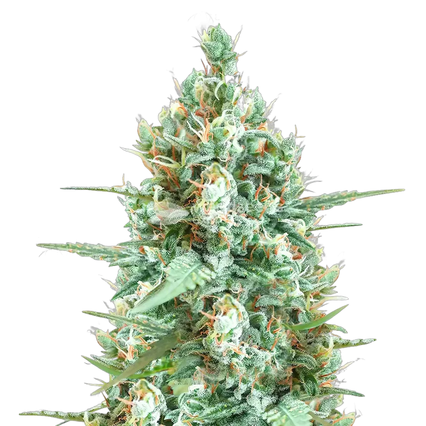 Tetra Cannabis Plant