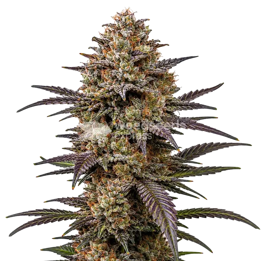 The Toad Cannabis plant