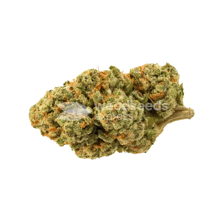 Triangle Kush Auto Bud