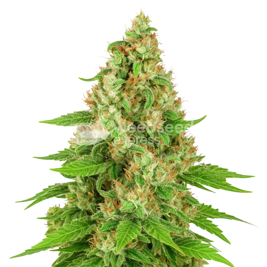 Triangle Kush Auto Plant