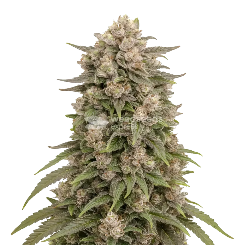 Tropicanna Cherry Cannabis Plant